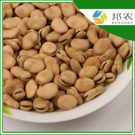 云南干蚕豆-云南干蚕豆批发,促销价格,产地货源 - 阿里巴巴