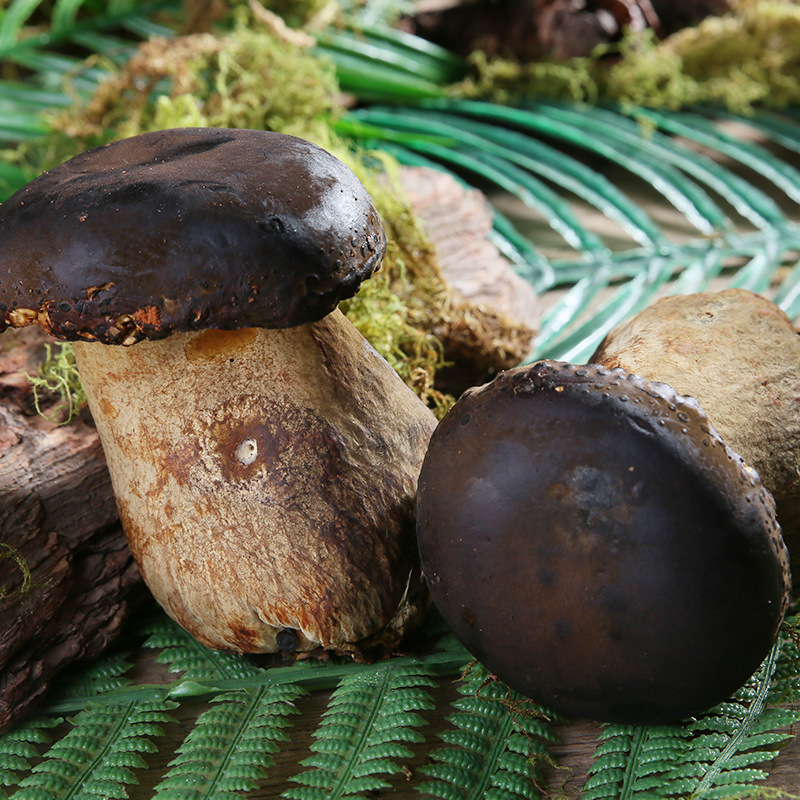 产地供应食用菌云南新鲜黑牛肝菌菇鲜货散装黑牛肝菌食材定制批发