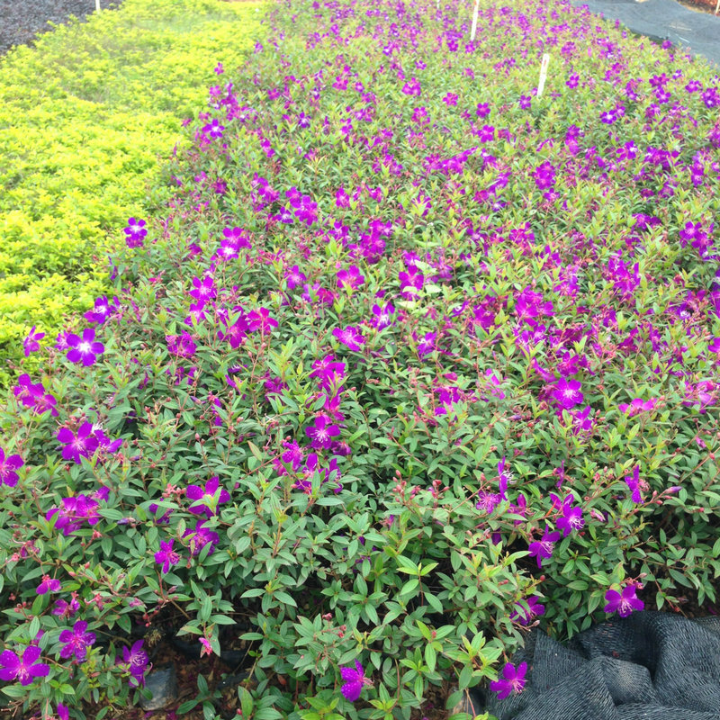 巴西紫牡丹巴西野牡丹紫花野牡丹艳紫野牡丹苗地被灌木