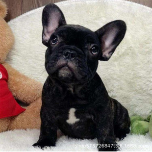 纯种法斗幼犬活体斗牛犬奶油黑色海盗眼法国斗牛犬短毛斗牛宠物狗
