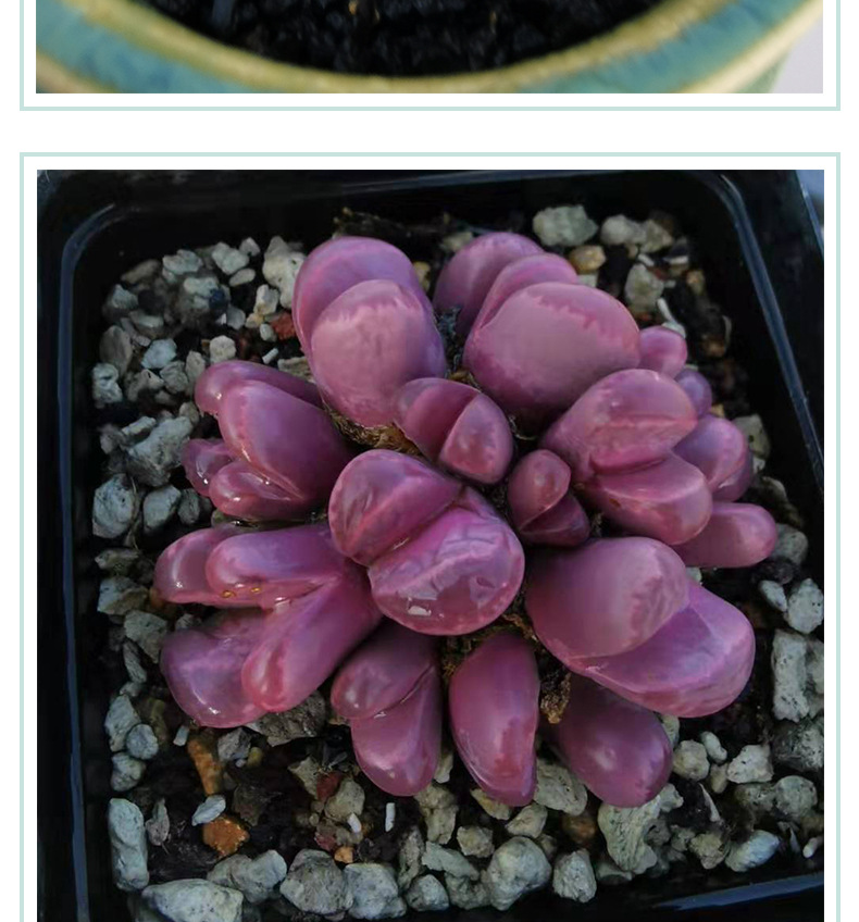 多肉植物 红大内大内玉 番杏 生石花pp花绿植小盆栽 基地直发