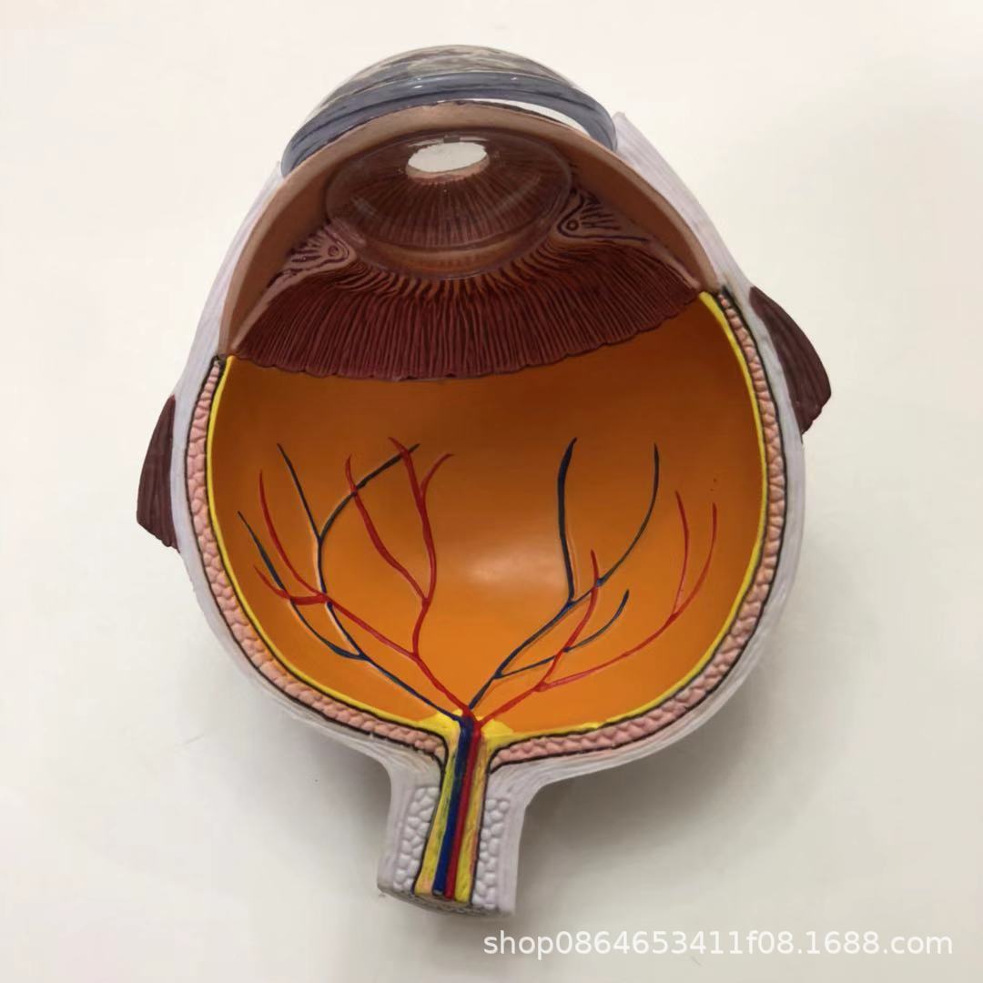 供应单单眼球模型 器官模型 教学模型 医学教材模型 医疗促销礼品