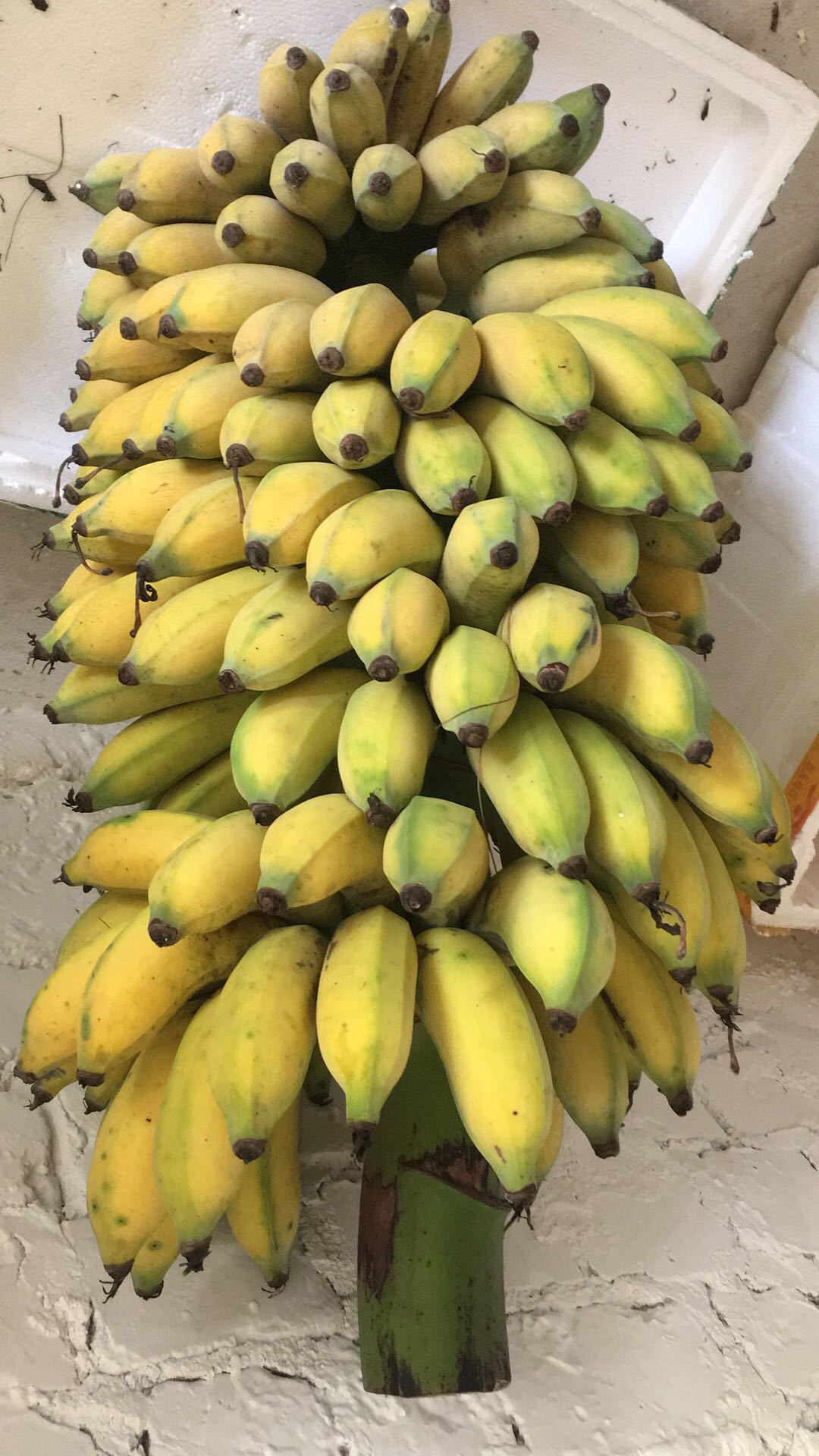 供应新鲜广西小香焦现摘现发