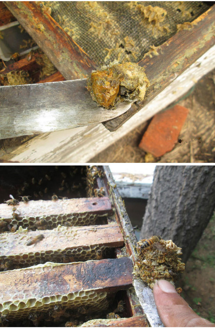 蜂农自产自销蜂胶 毛胶蜂胶不含重金属泡酒用 散装蜂胶1000g