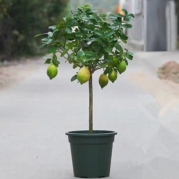 高杆柠檬树植物室内外树形绿植可结果食用尤力克棒棒形树