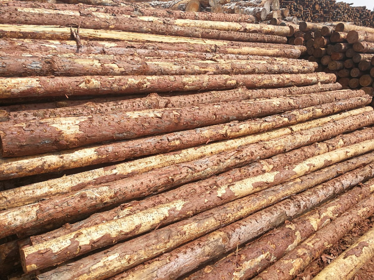 江浙沪防汛木桩松木桩杉木桩三米四米六米打桩木