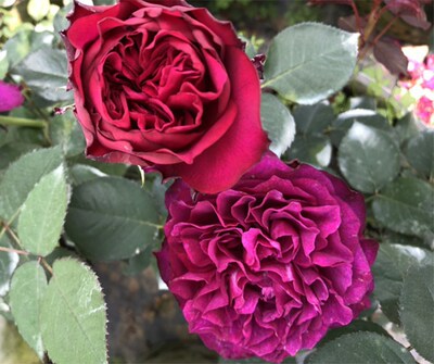 暮持久光玫瑰花型抗病浓香四季暮光之城的月季苗柔和开花切花