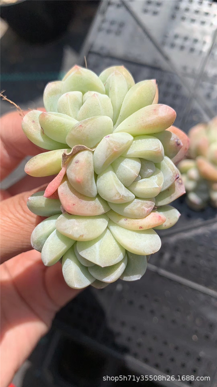 006精品多肉大棚限量批发盆栽 玉蝴蝶2-3头群盆6.5cm多肉植物爆款
