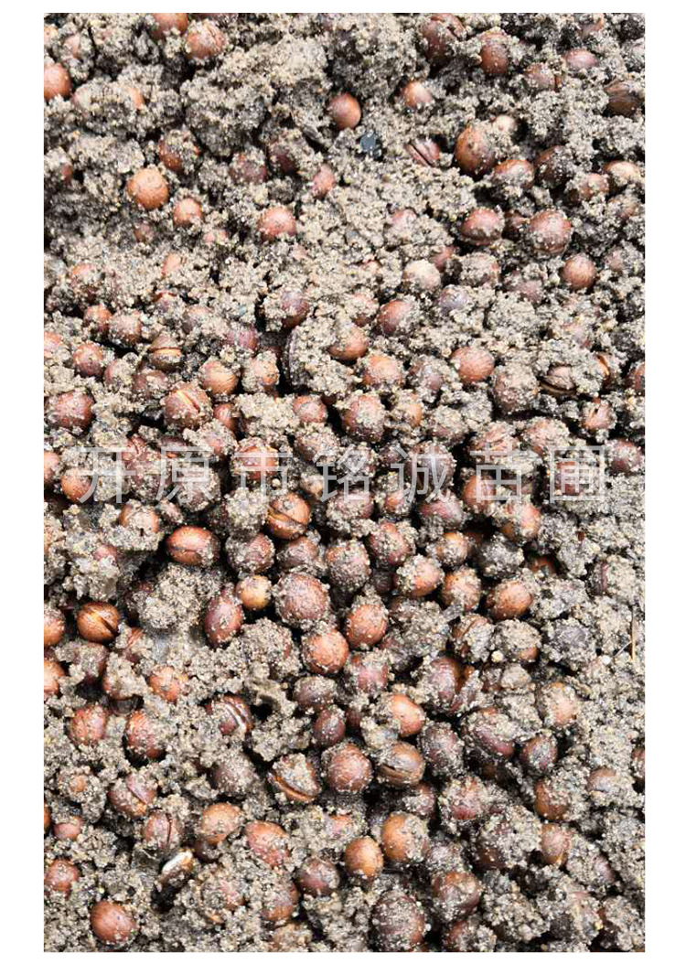 苗圃直发小桃红种子 园林绿化观花苗木种子 工程种苗批发品种齐全