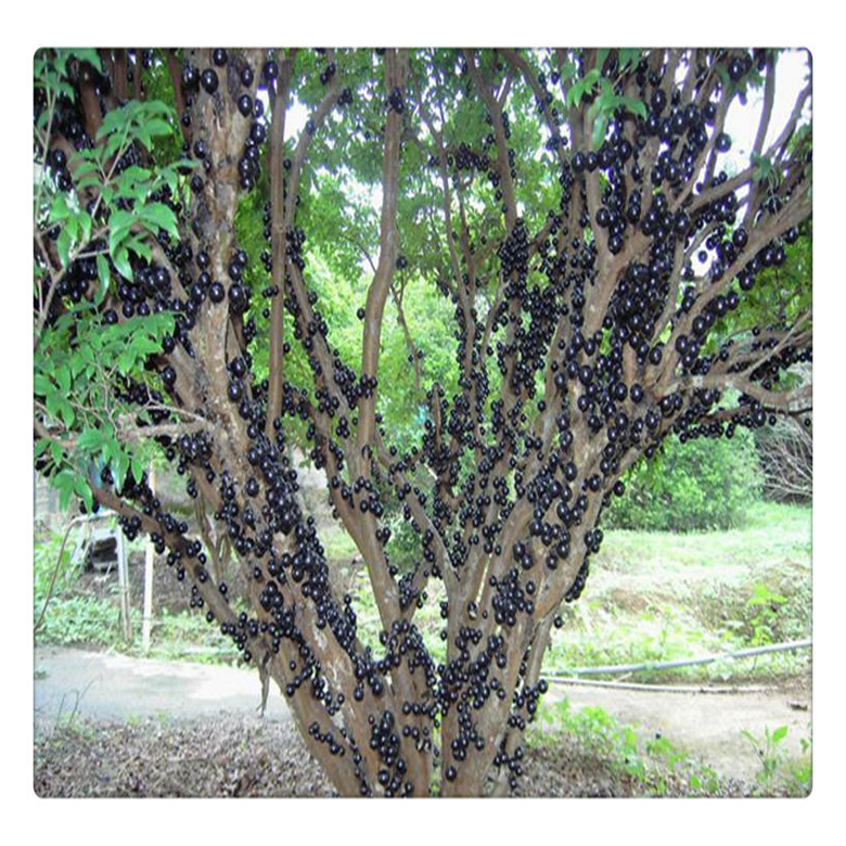 台湾嘉宝果树苗批发基地嘉宝果树苗价格全国可发货