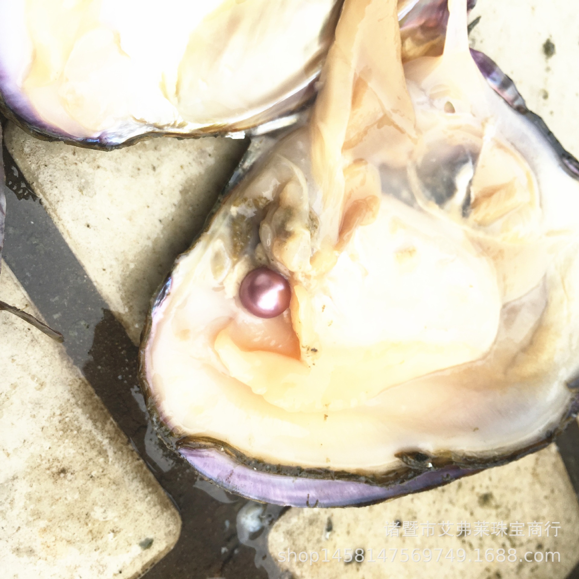 爱迪生蚌 紫珠蚌  5-7年河蚌 网红直播产品 现场开蚌 圆珠率高
