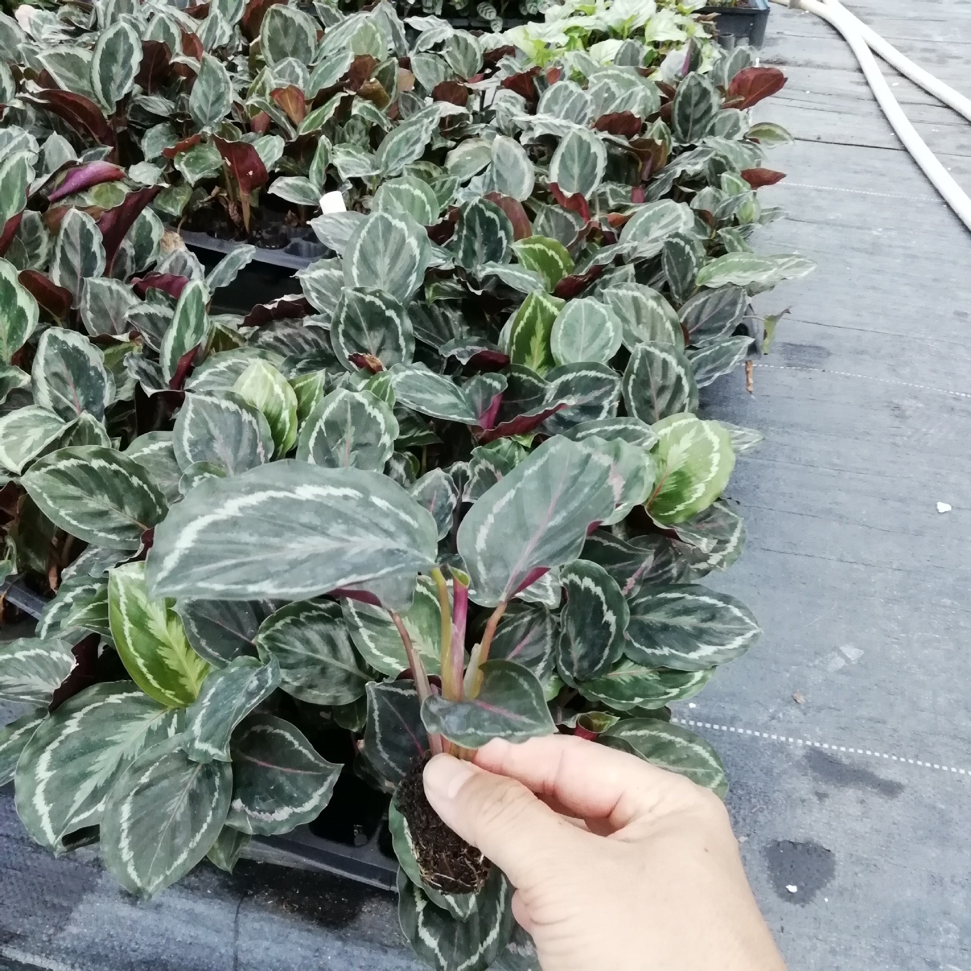 源头厂家室内绿植  夜天使 黑玫瑰竹芋穴盘苗 园林花卉种苗批发