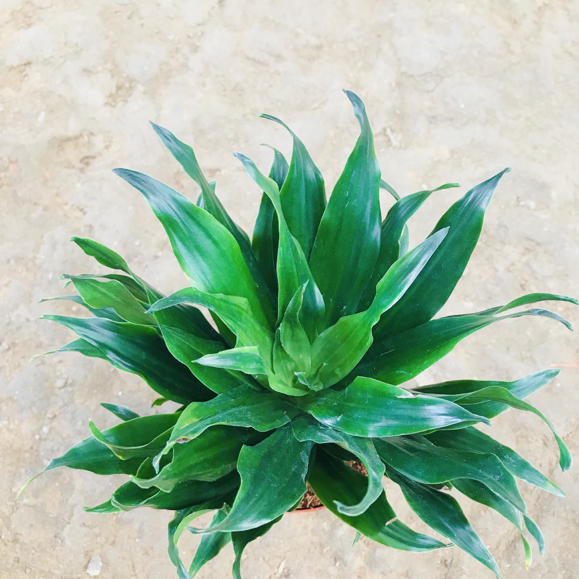 销售四季常青花卉太阳神绿植盆栽 室内外桌面净化空气万年青盆栽