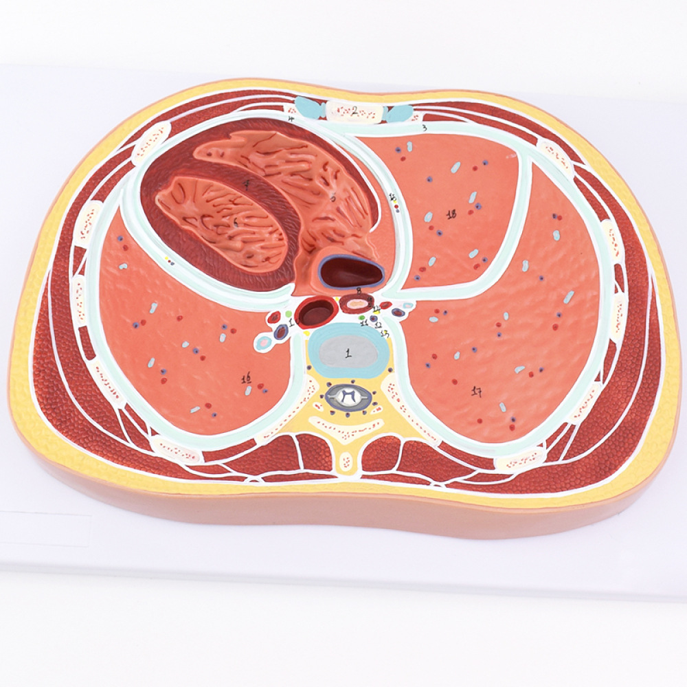 人体胸腔横断模型ctmri影像放射学磁共振影像学心脏肺模型人体断