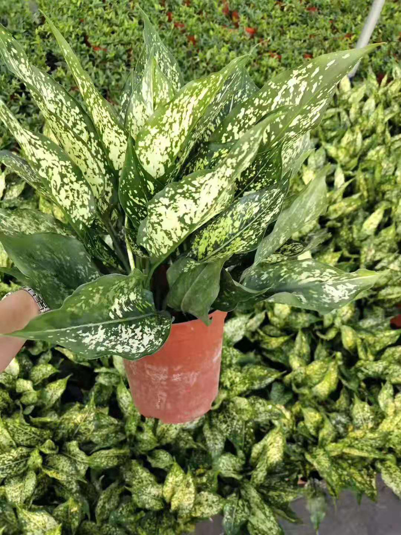 【基地直销】观叶植物净化空花卉盆栽办公布置 140绿翡翠