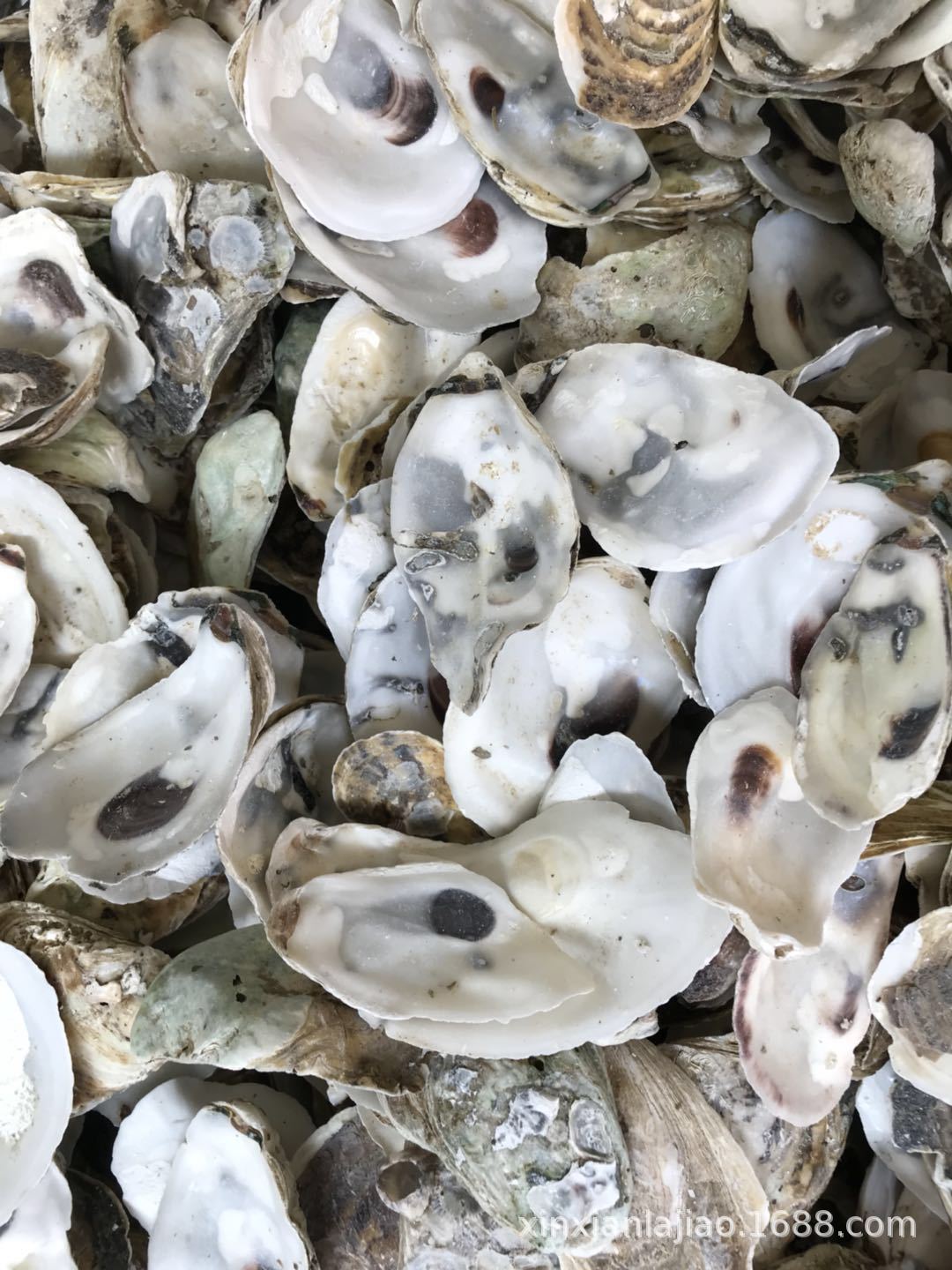 大量批发牡蛎大壳 生蚝大壳 牡蛎上壳平面 生蚝上壳平面