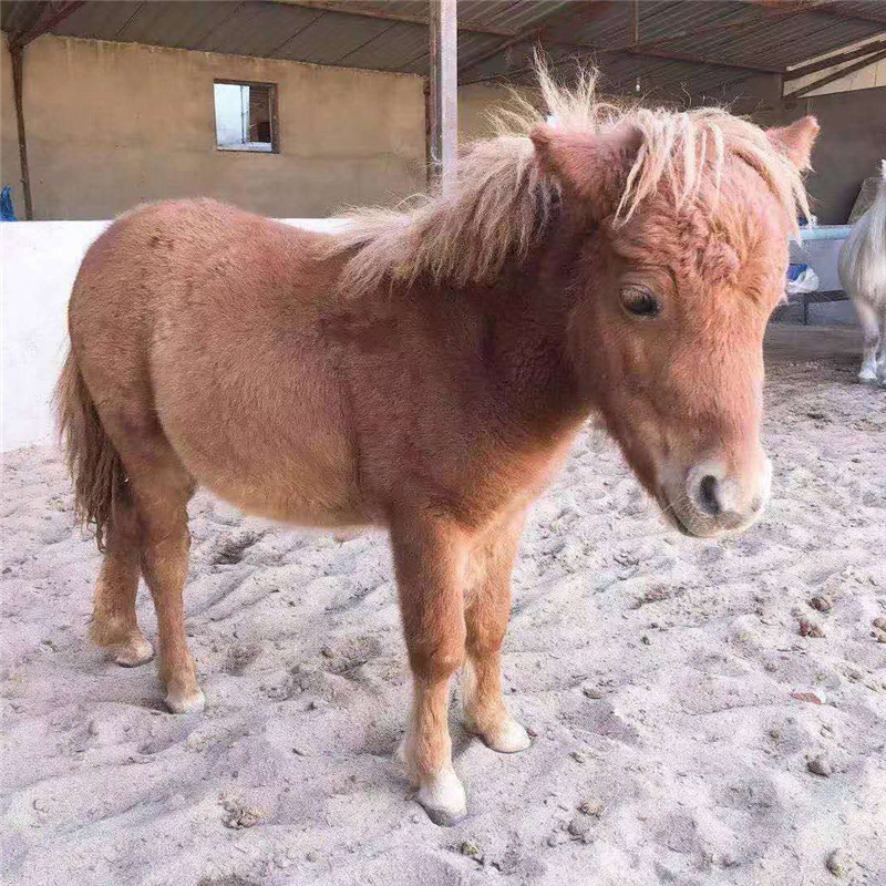 济宁矮马养殖场儿童骑乘小矮马批发 女士骑乘马哪里有卖小矮马