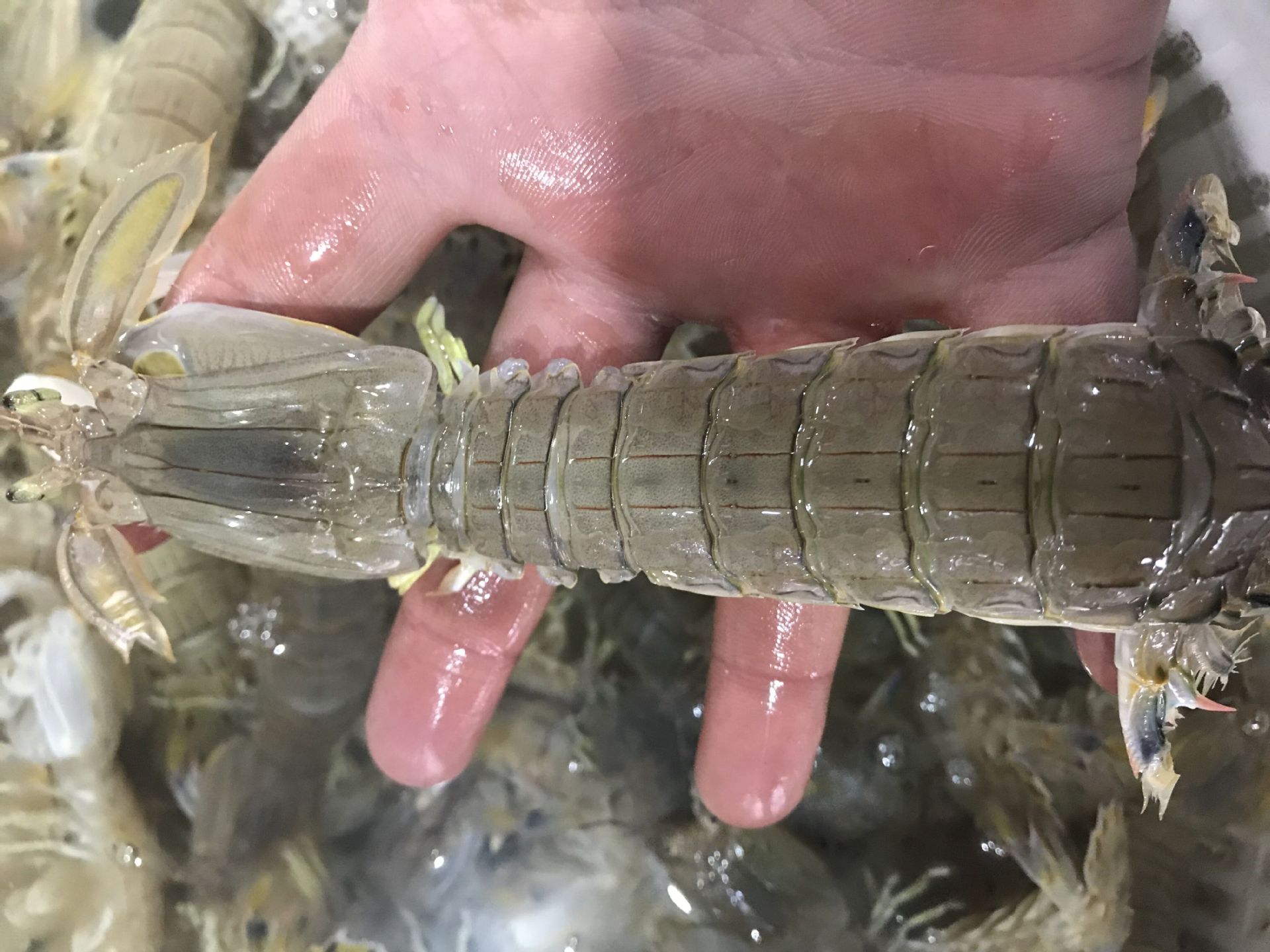 海鲜鲜活批发 大皮皮虾 鲜活虾姑 虾婆婆 水产批发 港口城市直销