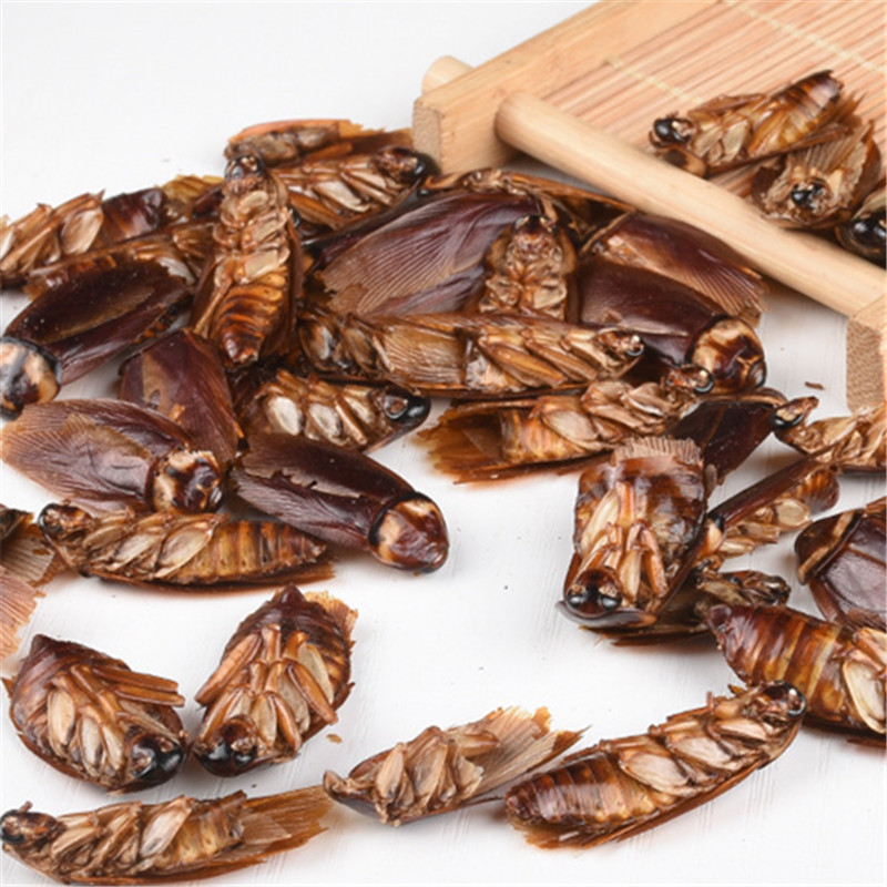 蟑螂 中药材 药用蟑螂粉 蟑螂干 美洲大蠊 代磨粉 承接订单