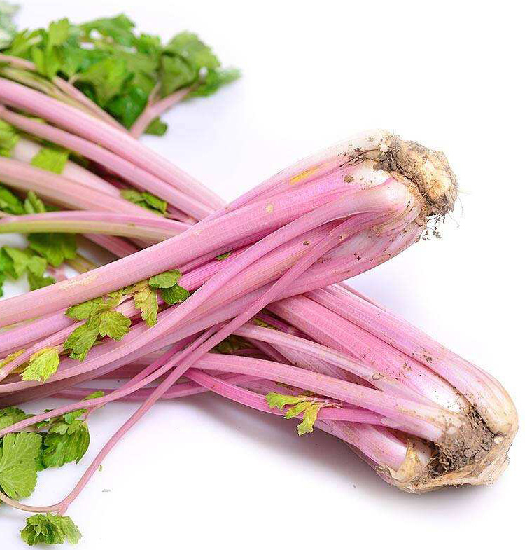 红色紫色香芹种孑紫芹菜种籽阳台盆栽春秋四季播农家菜园蔬菜种孑