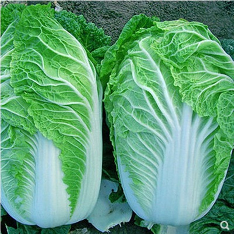 胶蔬大白菜种子 胶州水果白菜秋冬四季阳台种植蔬菜 白菜种子包邮