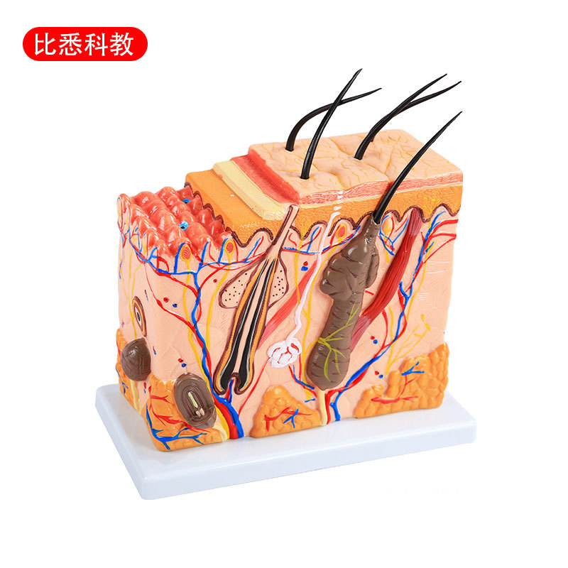 皮肤结构解剖模型美容教学皮肤组织层次立体构造微整形皮肤模型