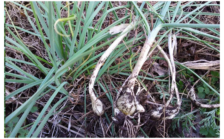 小根蒜种子野韭葱野葱野蒜籽种山蒜薤白大脑瓜孑阳台盆栽蔬菜种孑