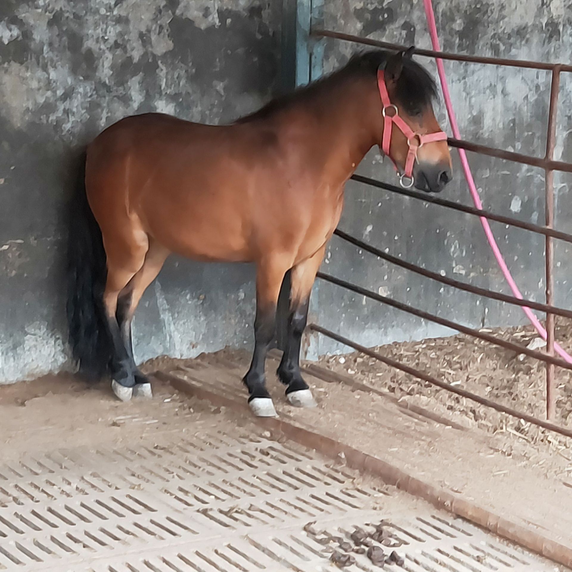 多种马匹养殖供应 婚庆用马匹 影视用马驹 公母马现货 山区旅游马