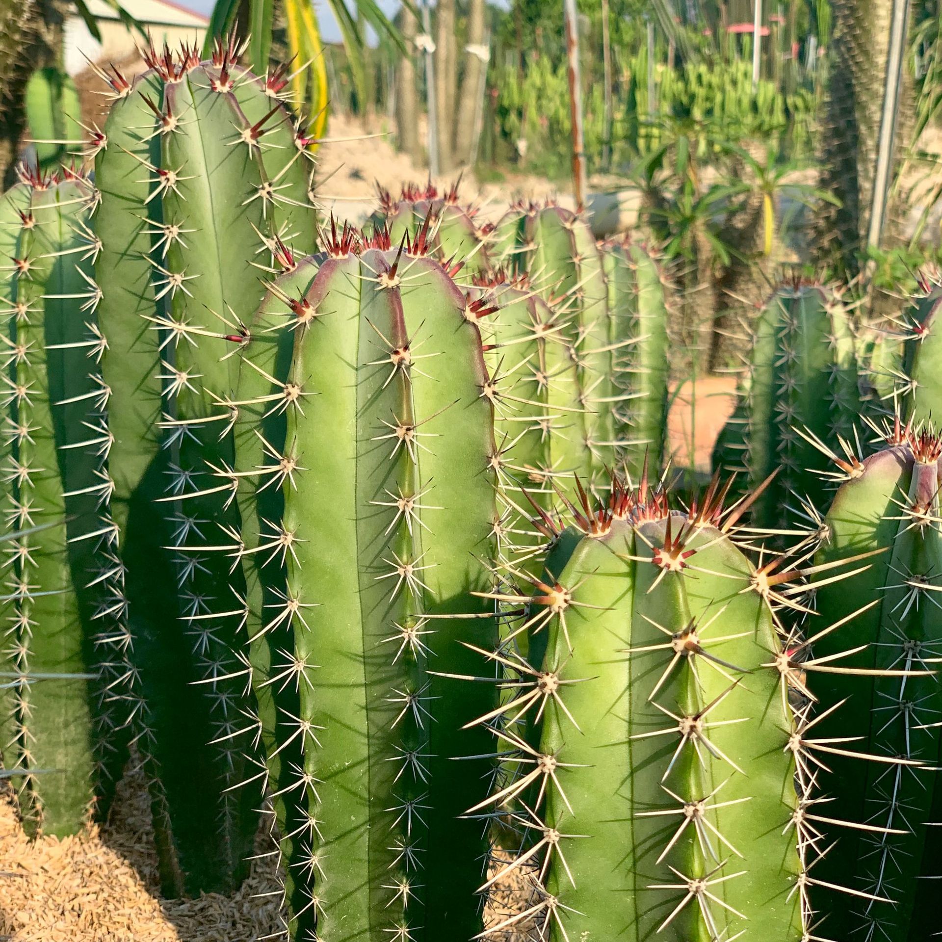 仙人柱朝雾阁柱子 沙生植物馆 室内盆栽多肉植物展览