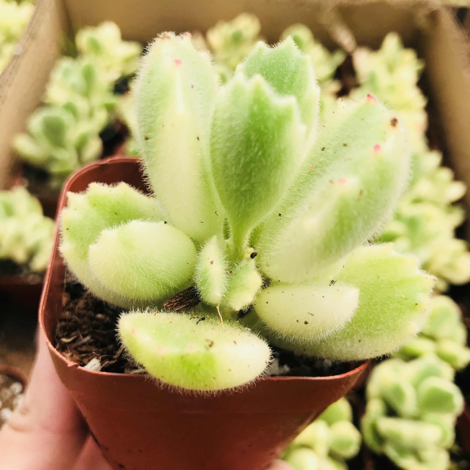 多肉植物多肉组合盆栽绿植白熊 迷你可爱萌肉熊童子 小桩单头白熊