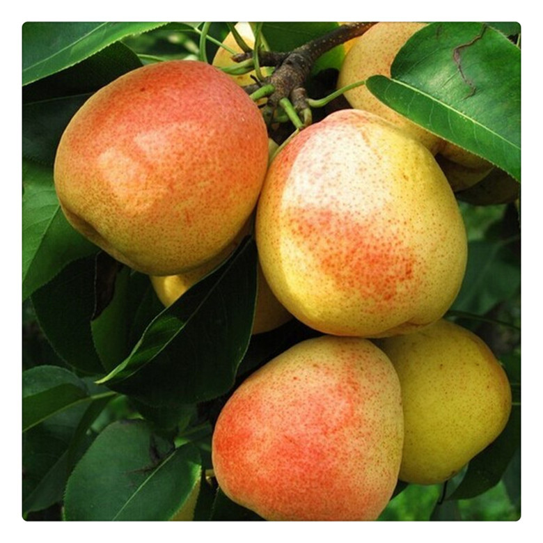 供应红星梨苗直销果树苗优质嫁接梨树适合南北方种植