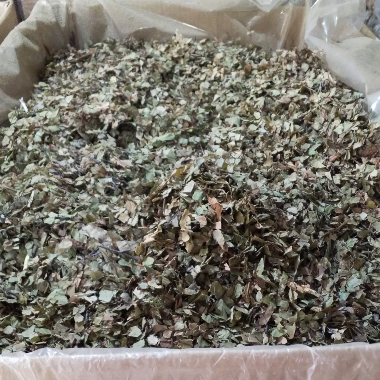 中药材 铁线蕨 猪鬃草 水猪毛七 铁线草 量大从优-阿里巴巴