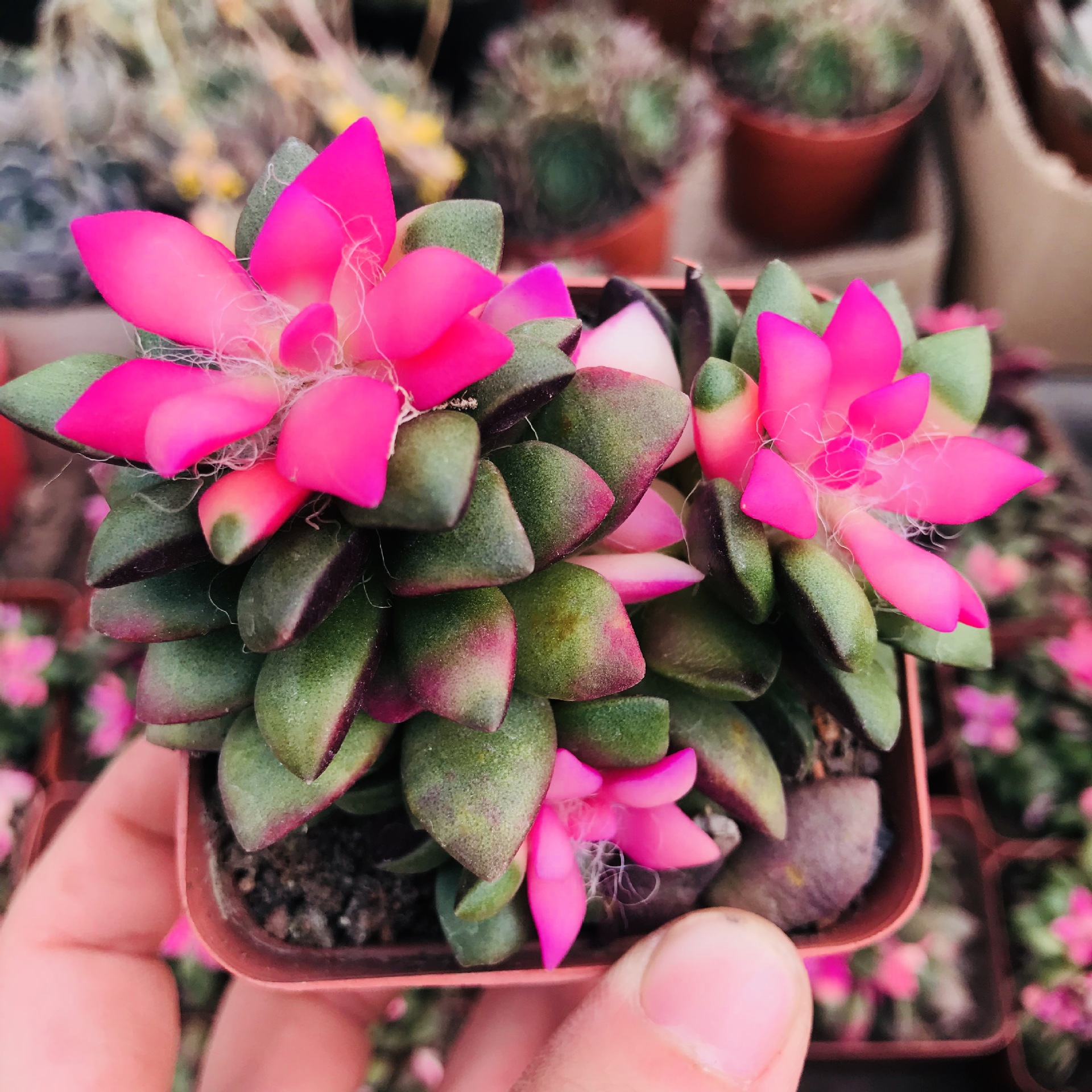 基地销售群生多肉植物 吹雪之松锦多头办公室萌肉小盆栽吹雪多肉