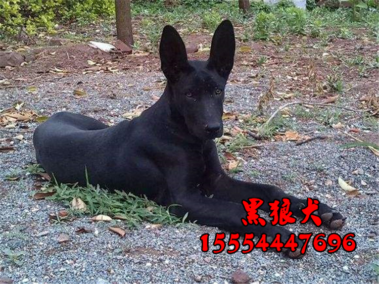 出售黑狼犬活体幼犬 黑狼犬价格