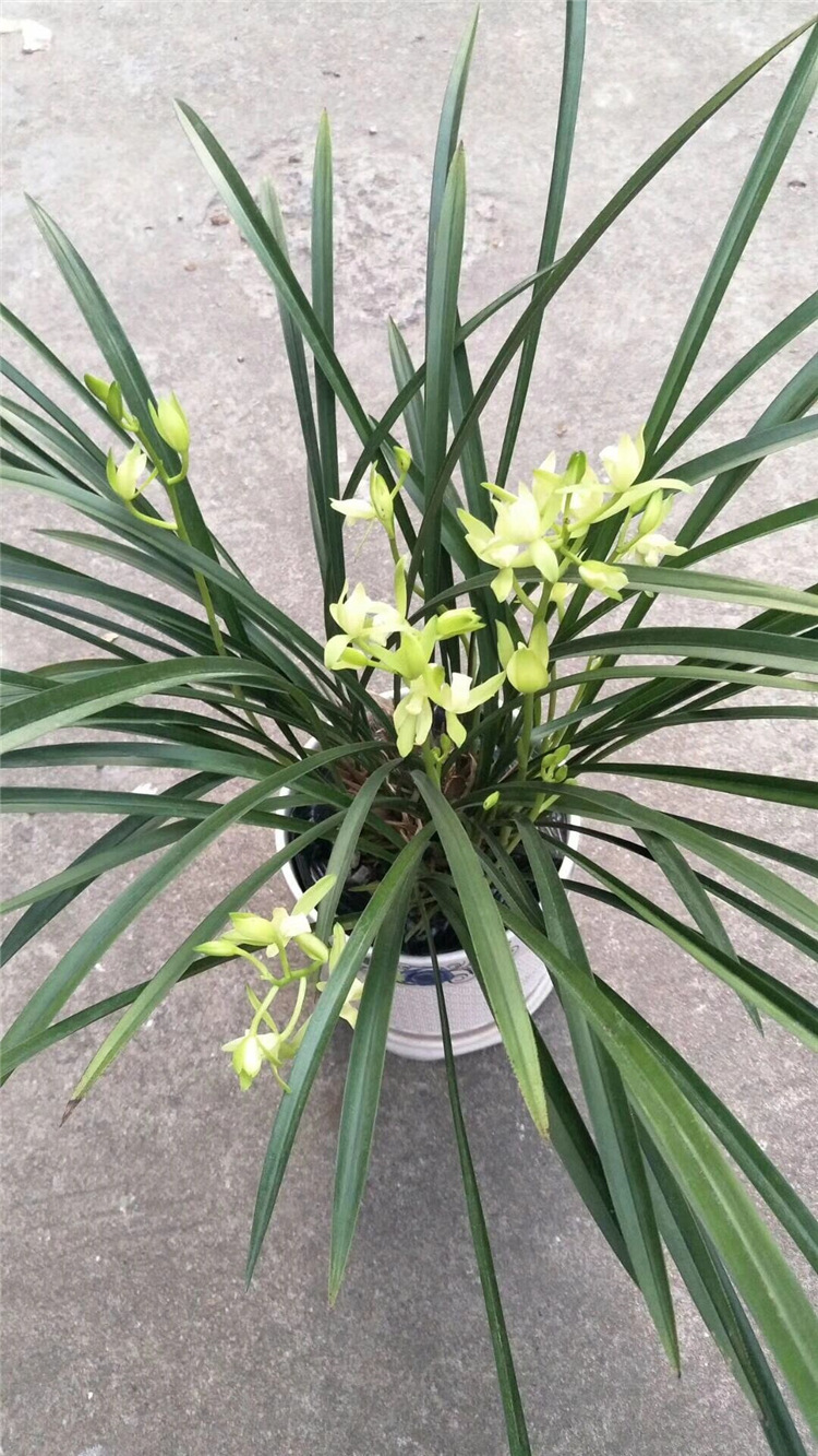 兰花苗建兰素心铁骨银针四季开花浓香兰花阳台客厅绿植盆栽-阿里巴巴