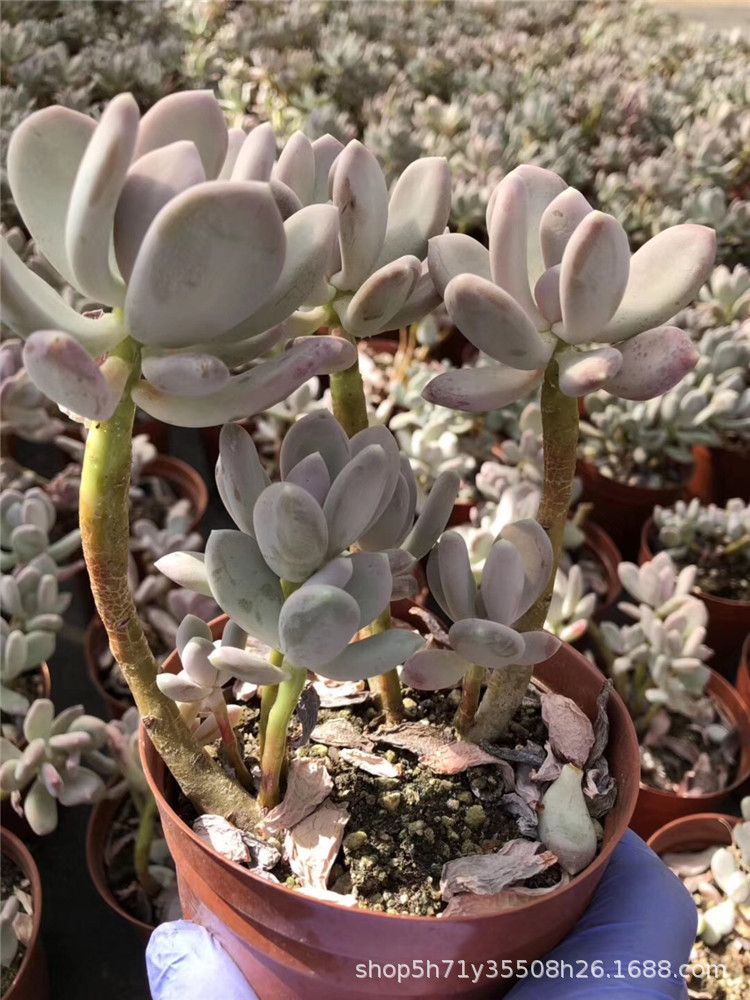 0181云南大棚批发多肉盆栽品种 稻田姬大群盆12cm多肉裸根发