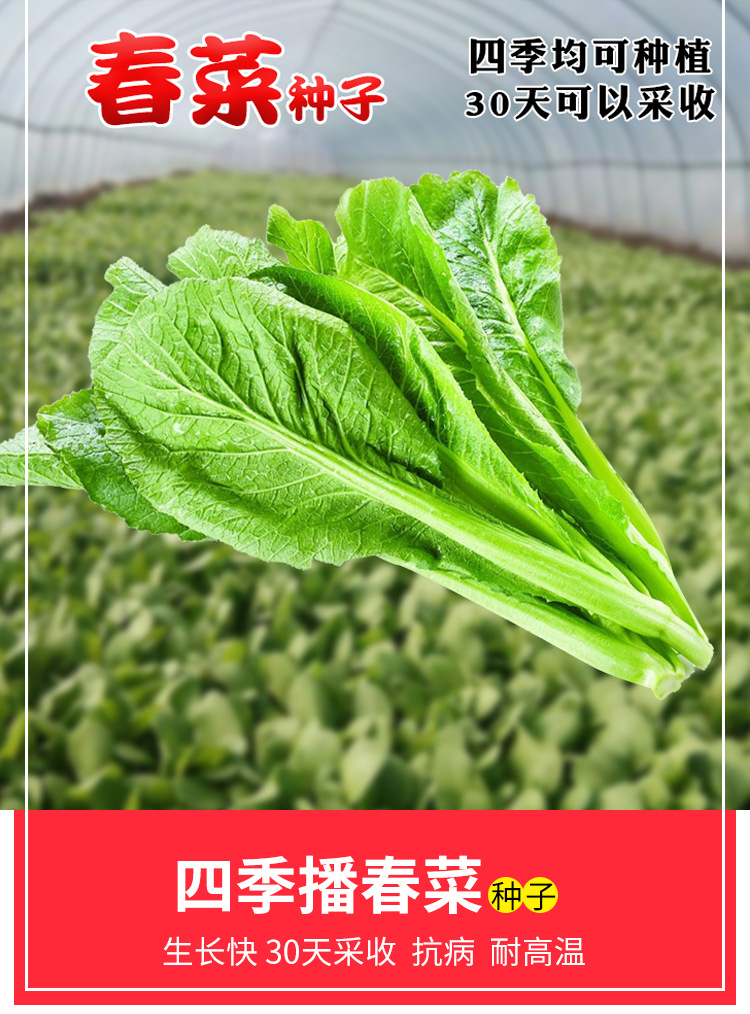 含水量 8(%)  净度 98(%)  类别 观果类,果蔬类 品种 春菜 品种纯度