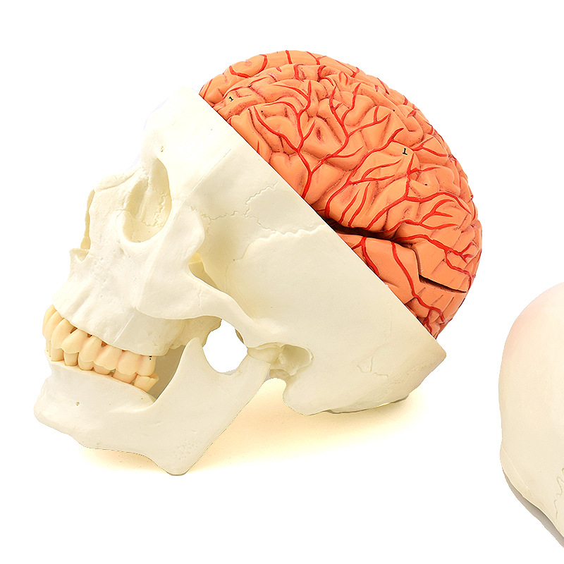 正品人体头骨模型附脑动脉模型骨架模型骨骼模型大脑模型骨科医用
