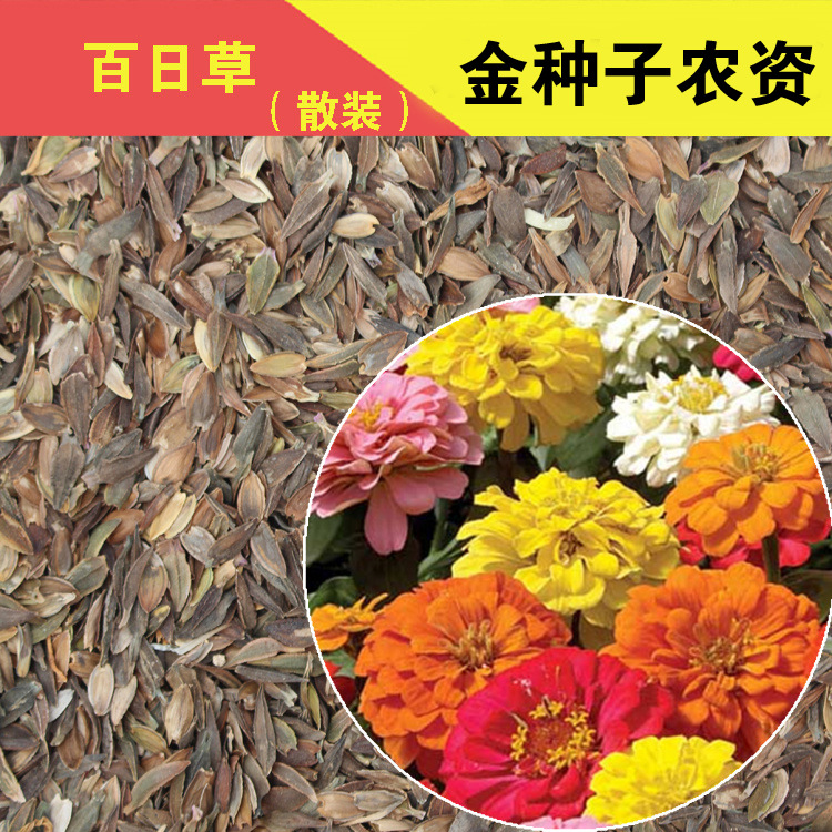 百日草种子百日草籽花卉种子鲜花种子蔬菜种子批发菜种菜种子公司