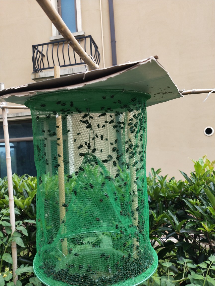 灭蝇笼 捕蝇笼 苍蝇笼 诱蝇笼 绿网苍蝇笼 绿色款苍蝇笼