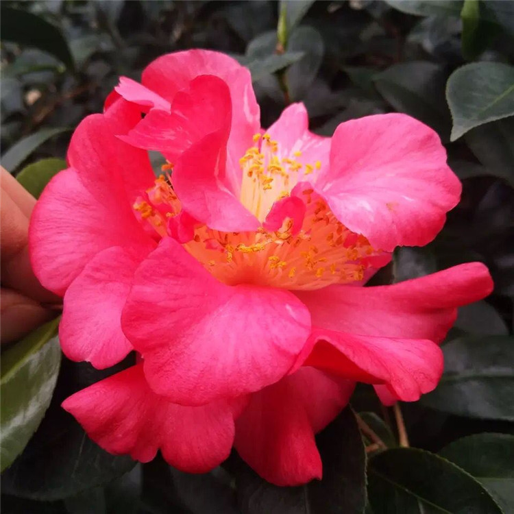 盆栽清场地特价茶花 五色香太阳茶花 多色系160杯三四十公分高