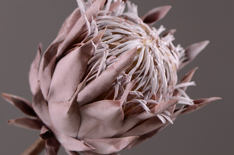 美式田园做旧客厅室内餐桌装饰仿真花假花批发仿真干花干枯帝王花