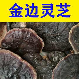 6-1金边灵芝  黑灵芝