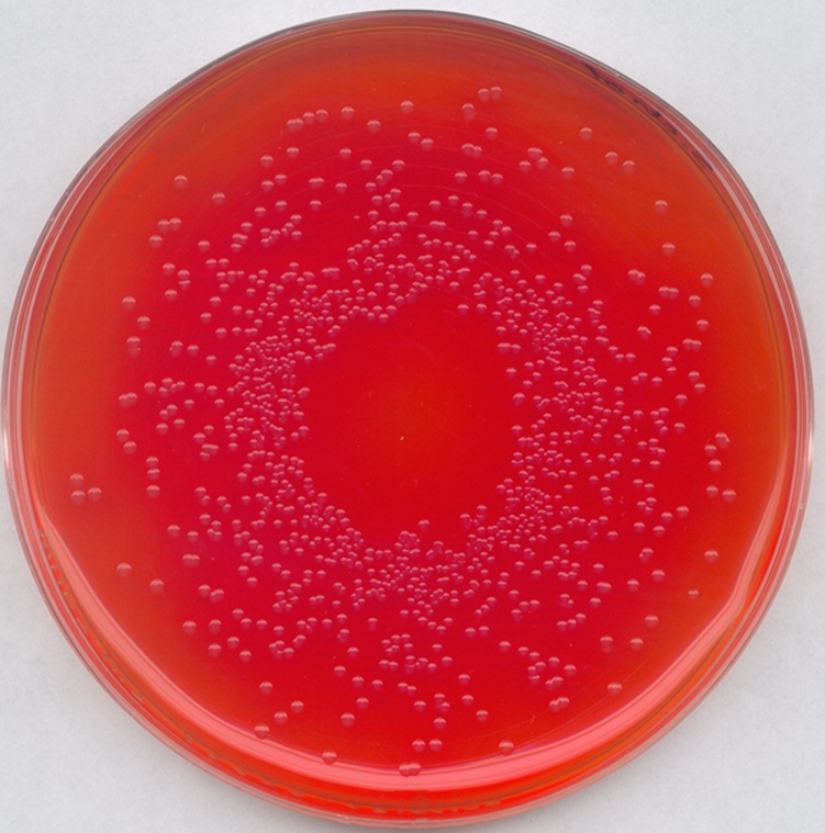默克密理博 merck millipore 亮绿酚红乳糖蔗糖琼酯 1.07237.0500