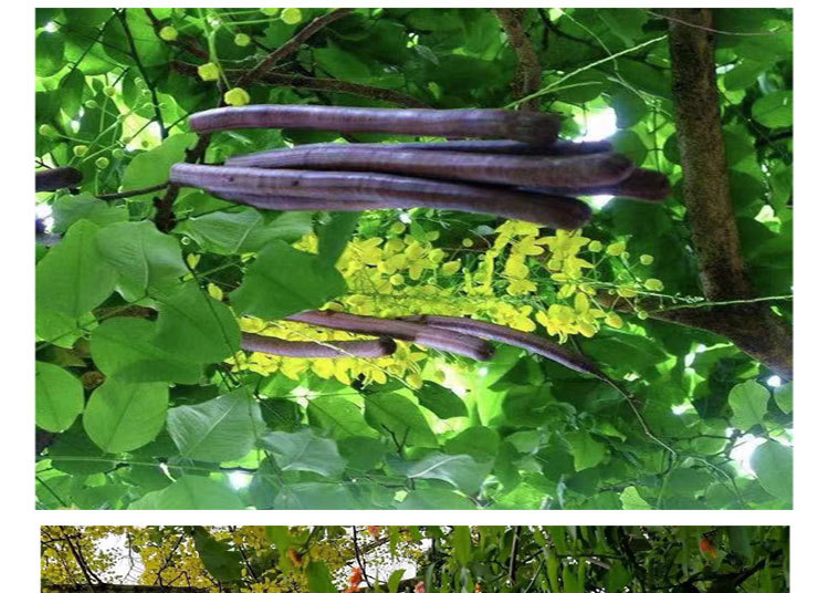 【腊肠果】产地大货批发大解天然晒干便秘果一件代发诚招代理