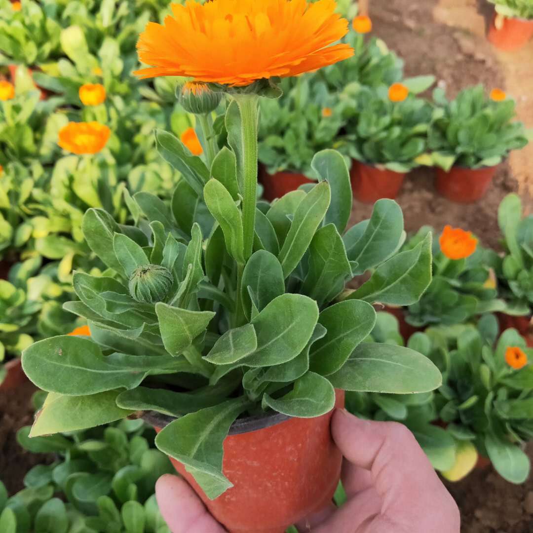 金盏菊青州草花 抗冻抗寒花卉金盏菊花苗 金盏花盆栽批发花卉小苗