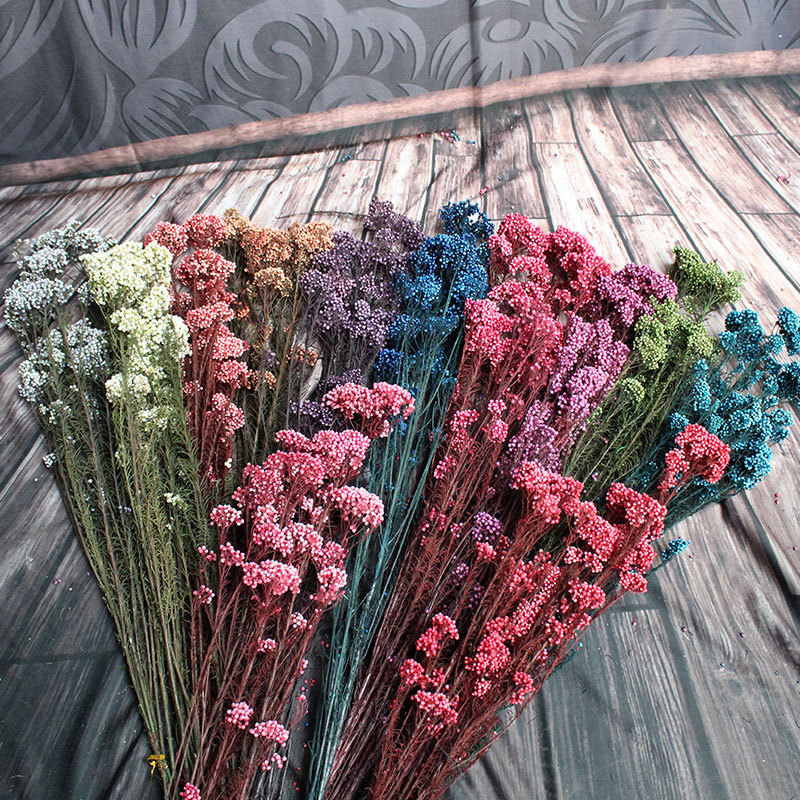 【永生花米花】小米花 米草 永生花 米花云南天然小米花干花花束
