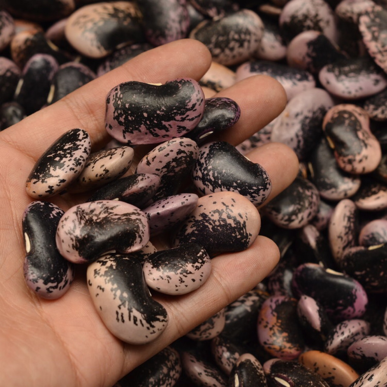 产地直销 批发20kg装 精选云南肾豆