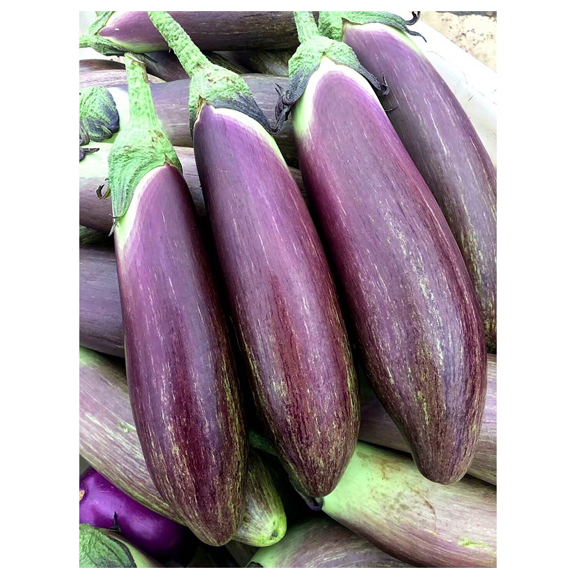 早中熟紫荆花1号花茄子种子果肉绿白糯茄春秋播抗病适应性广