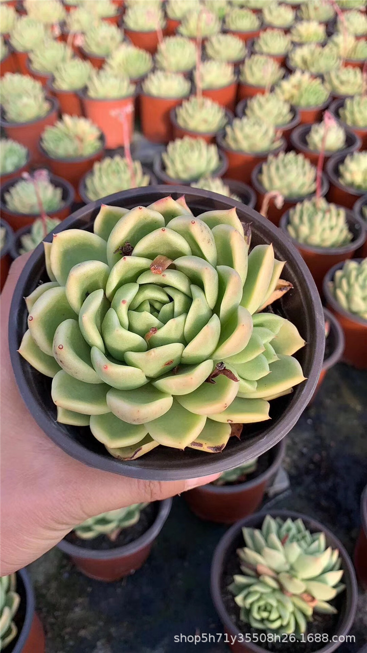 0771云南精品多肉植物大棚批发 玉杯东云盆12cm多肉品种状态实拍